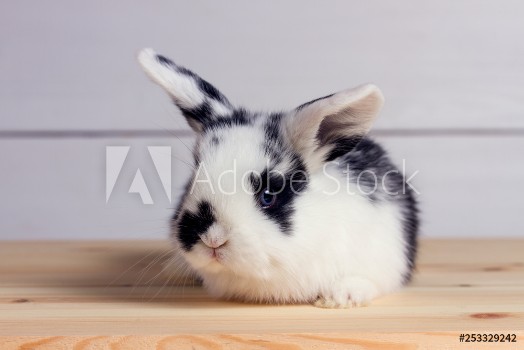 Bild på Little rabbit on wooden background